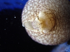 Akera bullata