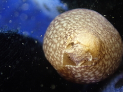 Akera bullata