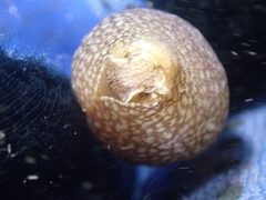 Akera bullata