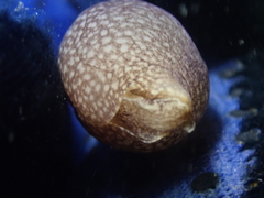 Akera bullata