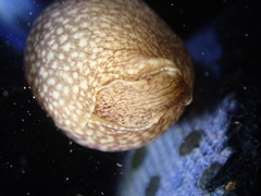 Akera bullata