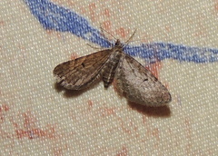 Eupithecia assimilata