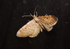 Eupithecia satyrata
