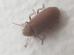 Anobium punctatum