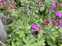 Bombus