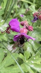 Bombus