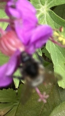 Bombus