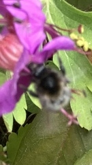 Bombus