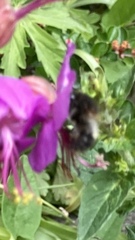 Bombus