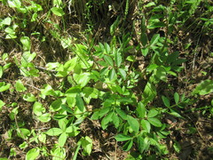 Vicia venosa baicalensis