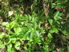 Vicia venosa baicalensis