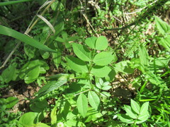 Vicia venosa baicalensis