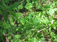 Vicia venosa baicalensis