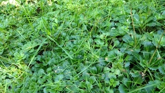 Saxifraga spathularis