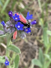 Anchusa leptophylla