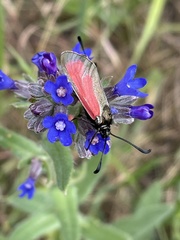 Anchusa leptophylla