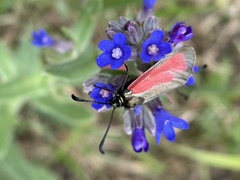 Anchusa leptophylla