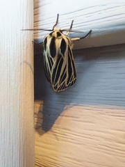 Apantesis virguncula