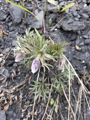 Pulsatilla dahurica