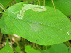 Aulagromyza cornigera