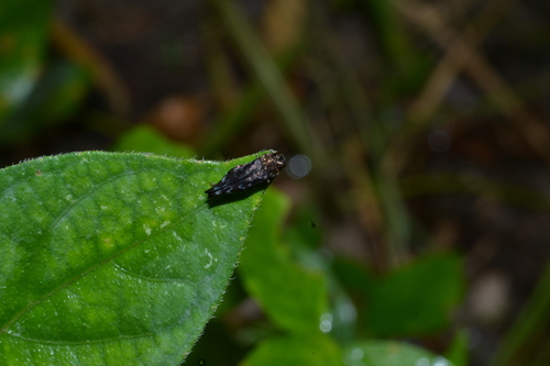 Agrilus ornatus · iNaturalist