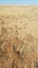 Cryptomys hottentotus