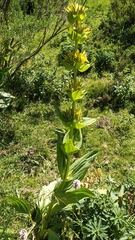 Gentiana lutea lutea