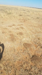 Cryptomys hottentotus