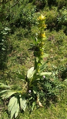 Gentiana lutea lutea