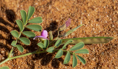 Tephrosia burchellii