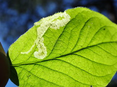 Aulagromyza cornigera