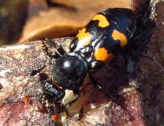Nicrophorus carolina
