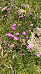 Thymus praecox britannicus