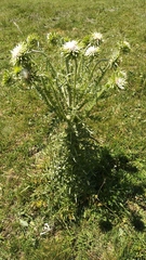 Carduus nutans nutans