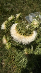 Carduus nutans nutans