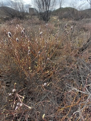 Salix saxatilis