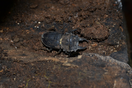 Gnaphaloryx opacus