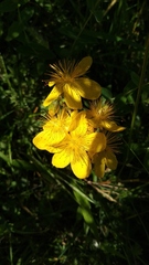 Hypericum richeri burseri