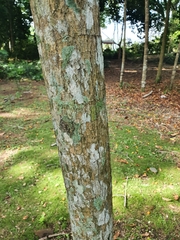 Tabebuia maxonii