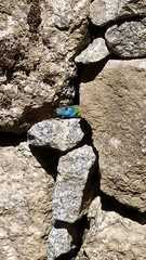 Lacerta schreiberi