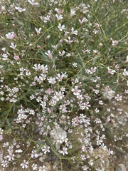 Gypsophila venusta