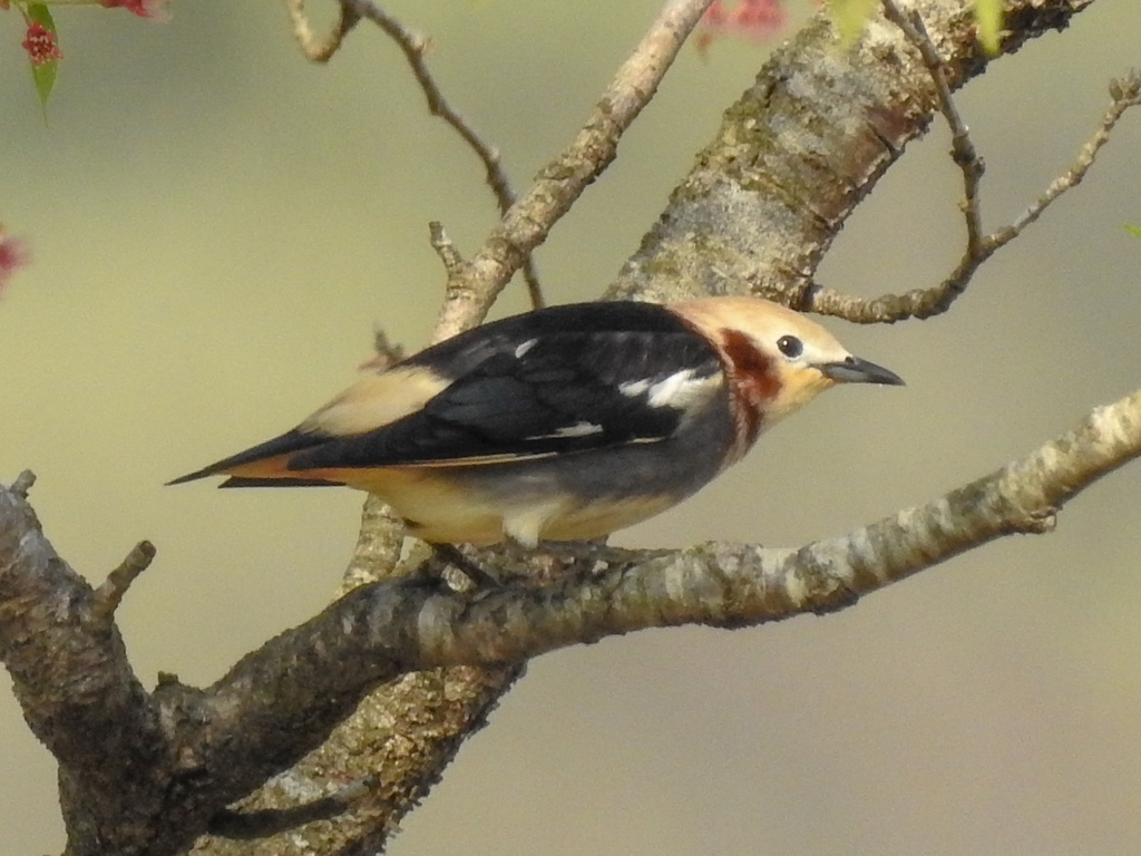 Chestnut-Cheeked Starling