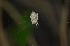 Socca pustulosa