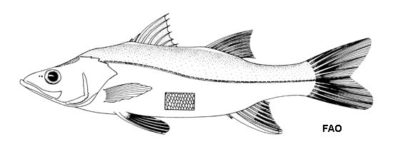 Mexican Snook