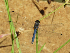 Trithemis dorsalis