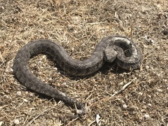 Macrovipera lebetinus schweizeri