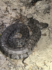 Macrovipera lebetinus schweizeri