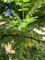 Caragana arborescens