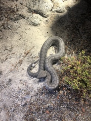 Macrovipera lebetinus schweizeri