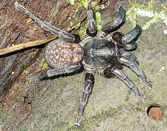 Seqocrypta jakara